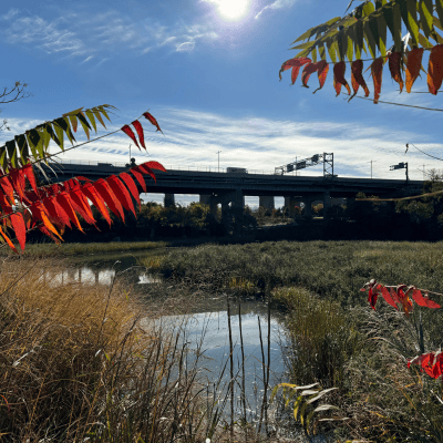 Little Hell Gate Salt Marsh 1